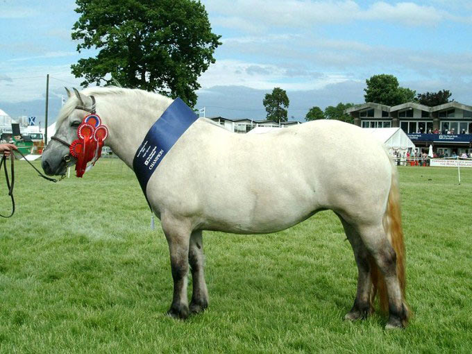 This photo shows a champion Highland Pony. Ponies are small horses that can be great for children learning to ride.