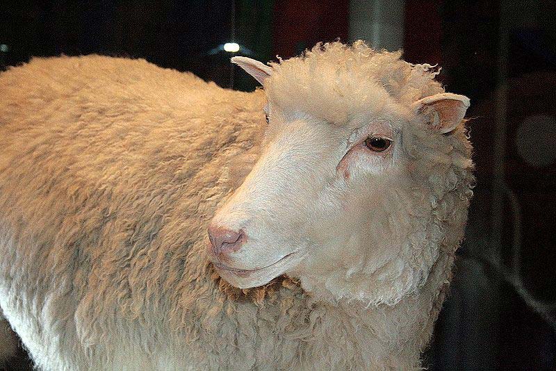 A photo taken in Scotland of Dolly the sheep. Dolly was famous for being one of the first cloned animals in the world.