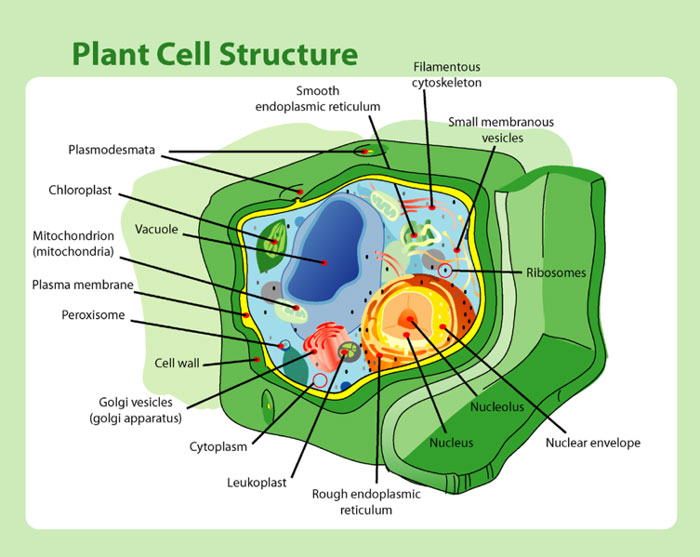Learn about the structure of a typical plant cell with this informative diagram. The diagram lists important parts such as the nucleus, cytoplasm, leukoplast, cell wall, chloroplast and ribosomes.