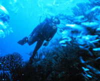 Marine biologist working under water