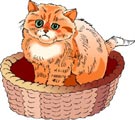 Interesting facts about cats