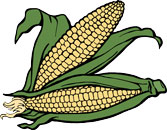 Fun Corn Facts for Kids - Interesting Information about Maize