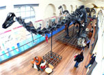 Diplodocus Facts for Kids