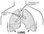 Interesting facts about human lungs