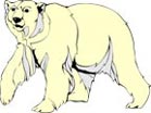 Interesting Information about Polar Bears