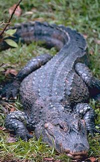What are some fun facts about aligators for kids?