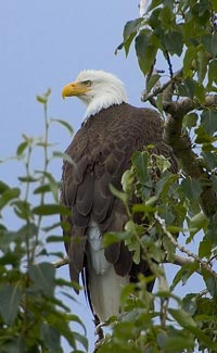 Bald Eagles Facts
