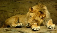 Amazing Lion Facts for Children