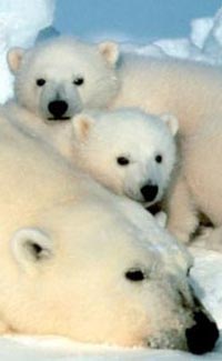 What are some facts about polar bears?