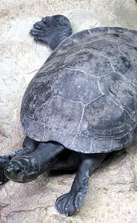 Turtles Facts