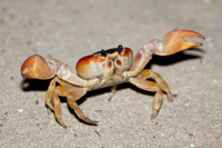 Crab facts