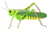  Interesting Information about Grasshoppers