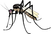  Interesting Information about Mosquitoes