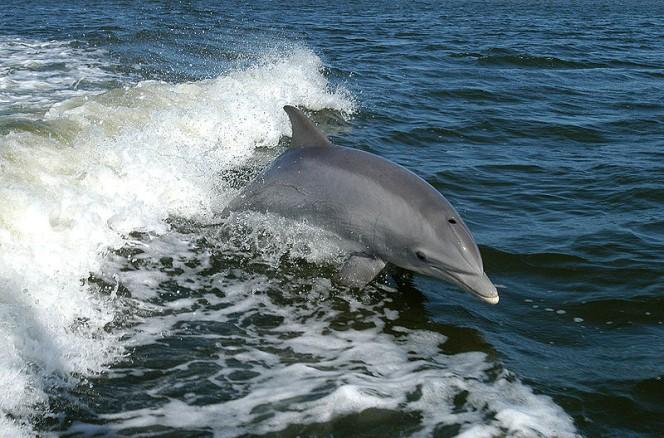 A great action photo of a bottlenose dolphin as it leaps out of the water in the wake behind a boat.