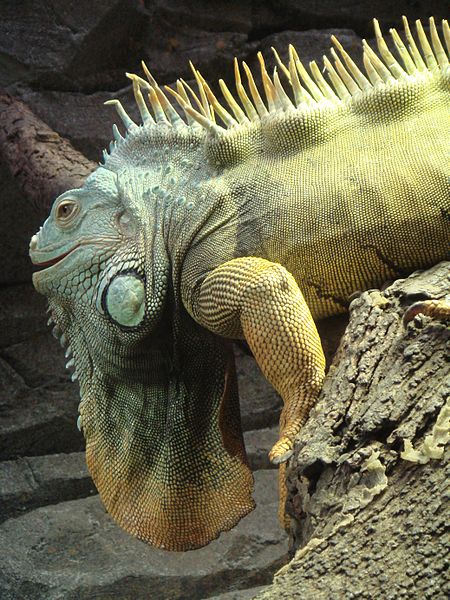 This photo shows the unique looking green iguana. Iguanas have a row of spines that run down their back and are popular as pets.