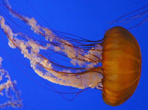 A spectacular looking jellyfish swims through the water in an aquarium.