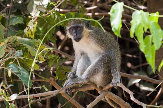 A cute small monkey sits effortlessly amongst thin tree branches.