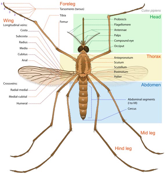 Mosquito Anatomy Diagram Insect Pictures Photos And Images Of Animals