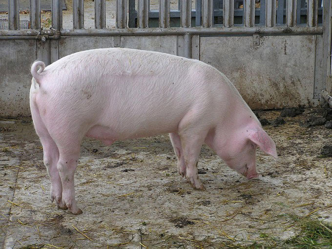 This photo shows a side on view of a pig inside an enclosure.