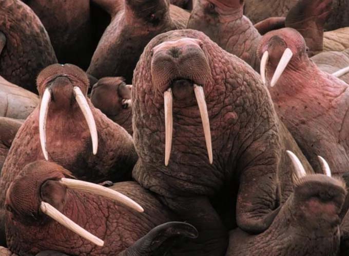This photo shows a walrus with large tusks. A fully grown adult walrus can weigh up to 2000 kilograms (4400 lb).
