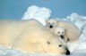 polar bear & cubs