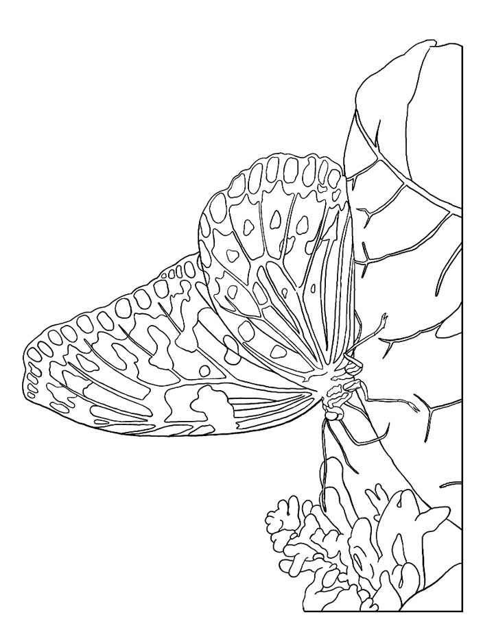 geometric butterfly coloring pages - photo #26