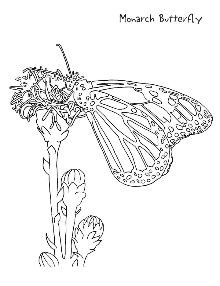 This coloring page for kids shows a monarch butterfly sitting on a flower.