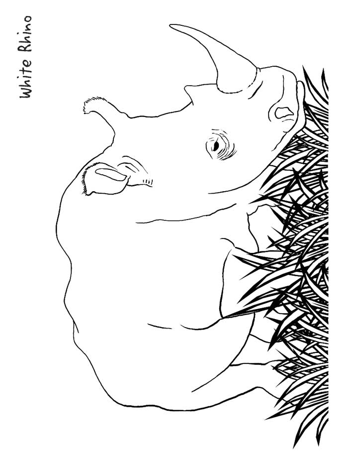 This coloring page for kids features a white rhinoceros standing amongst the grass, it has a large, stocky body and a big horn.