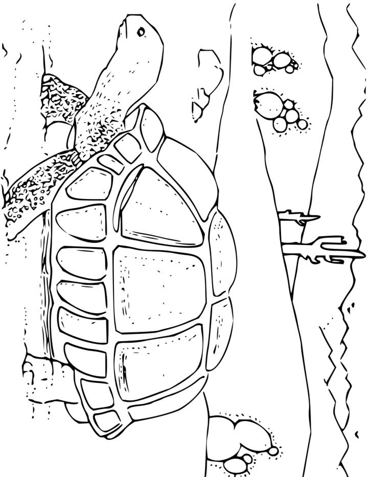 This coloring page for kids features a tortoise walking past cactus in a hot desert landscape.