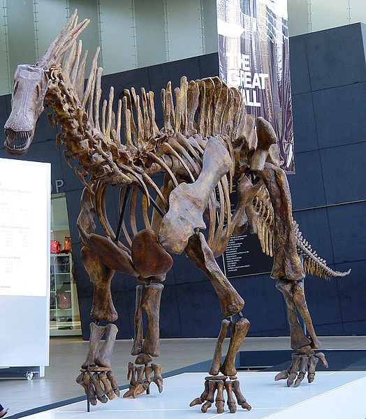 This picture shows a mounted skeleton of Amargasaurus, a Sauropod dinosaur from the early Cretaceous Period (around 130 million years ago). Amargasaurus was small for a Sauropod and featured two rows of spines down its neck and back. Photo taken in Victoria Museum, Melbourne, Australia.