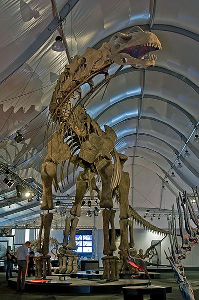 This picture shows a reconstruction of an Argentinosaurus skeleton in a special exhibition of the Naturmuseum Senckenberg (a natural history museum in Frankfurt, Germany). Argentinosaurus was a massive Sauropod dinosaur from the mid Cretaceous Period (around 95 million years ago).