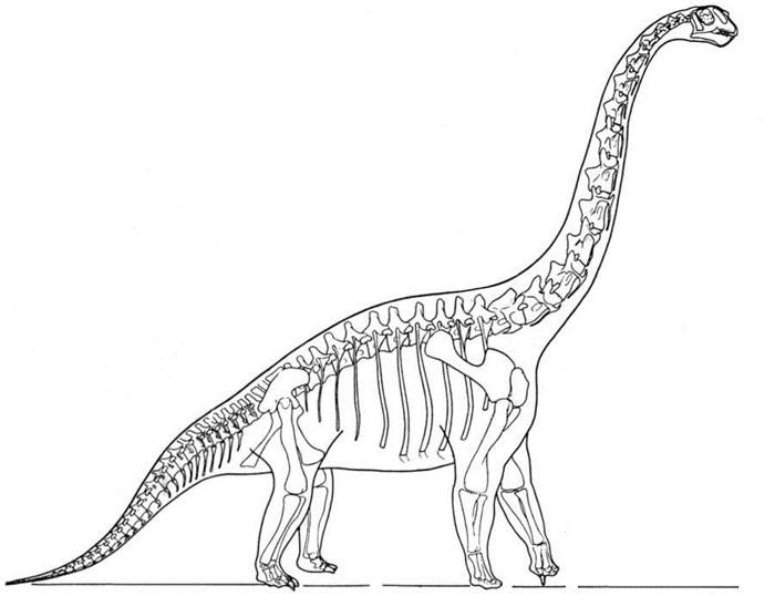 This picture shows a reconstruction of a Brachiosaurus skeleton. Brachiosaurus was part of a family of huge dinosaurs known as Sauropods, it reached around 26 metres (85 feet) in length and lived in North America.