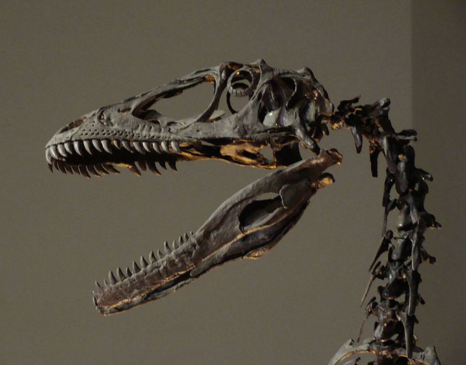 This picture shows the skull and spine of a scary looking Deinonychus skeleton, the photo was taken at the Philadelphia Academy of Natural Sciences. Deinonychus was related to the Velociraptor and lived during the early Cretaceous Period (around 110 million years ago).