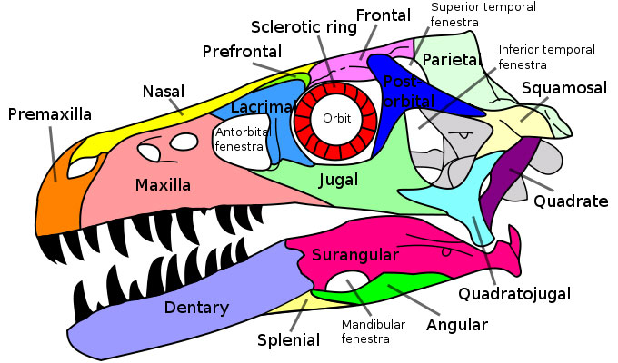 This picture is a diagram of a Dromaeosaurus skull. Dromaeosaurus was a small Theropod dinosaur that lived in North America in the late Cretaceous Period (around 75 million years ago). The name Dromaeosaurus means 'running lizard'.