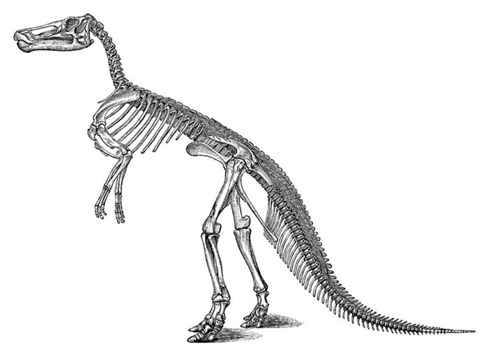 This picture shows a reconstruction of an Edmontosaurus skeleton. Edmontosaurus was a crestless, duck-billed dinosaur that lived in the late Cretaceous Period (around 70 million years ago). The first Edmontosaurus fossils were found in Alberta, Canada in 1917.