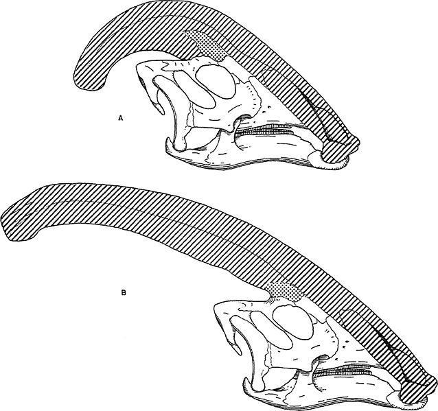 This diagram compares the narial crests and skulls of two Parasaurolophus species, Parasaurolophus cyrtocristatus (A) and Parasaurolophus walkeri (B). Parasaurolophus was a plant eating (herbivore) dinosaur that lived in North America during the late Cretaceous Period (around 75 million years ago).