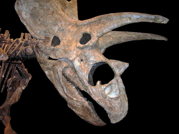 This picture gives a close up view of a Pentaceratops skull on display at the Sam Noble Oklahoma Museum of Natural History. Pentacertaops was a horned dinosaur from the late Cretaceous Period (around 75 million years ago). Its name means 'five horned face' and it is related to the Triceratops ('three horned face').