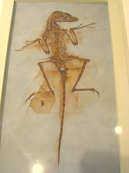 This picture shows a fossil cast of Sinornithosaurus, a dinosaur from the early Cretaceous Period (around 124 million years ago) that lived in China. The photo was taken at the Carnegie Museum of Natural History, Pittsburgh, Pennsylvania, USA.