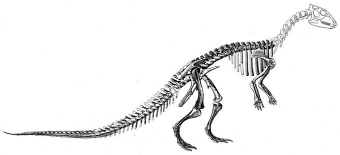 This picture shows a 1915 reconstruction of a Thescelosaurus skeleton by Charles Gilmore. Thescelosaurus was a small dinosaur from the late Cretaceous Period (around 65 million years ago). Scientists estimate that it grew up to 4 metres (13 feet) in length.
