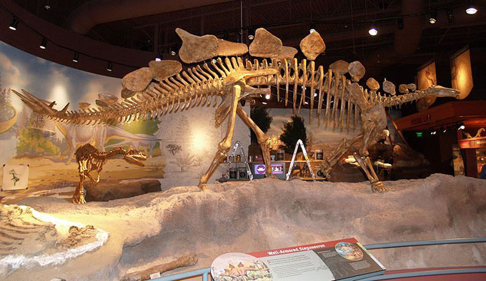This picture shows a Stegosaurus skeleton on display at the Utah Field House of Natural History in Vernal, Utah. The Stegosaurus is a well known dinosaur from the late Jurassic Period that featured distinctive bones along its spine.