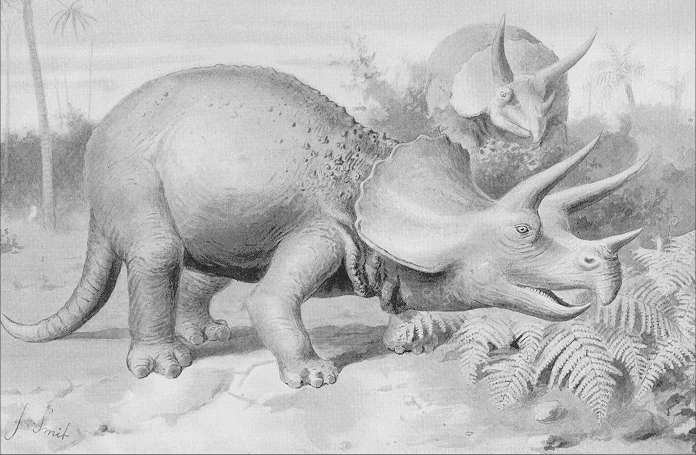 This picture shows an early drawing of the Triceratops, a dinosaur with a distinctive frill and three horns.