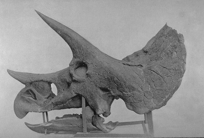 This old photo shows the side on view of a Triceratops skull fossil. The Triceratops distinctive horns and frill can easily be seen.