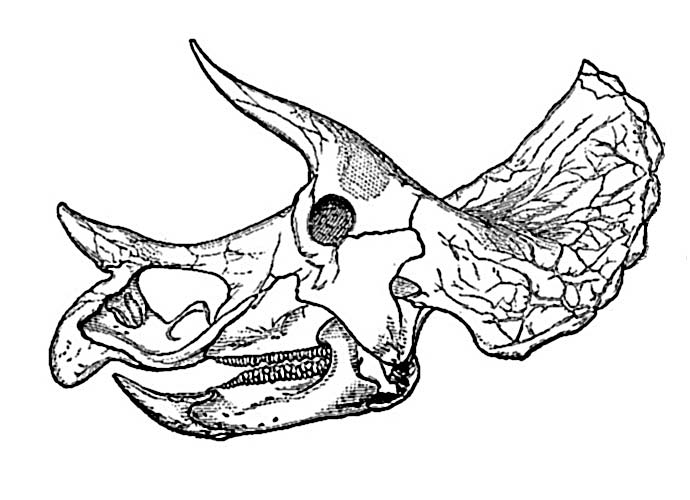 This picture shows an old Triceratops skull. The large frill and famous three horns of the Triceratops can be seen from side on.
