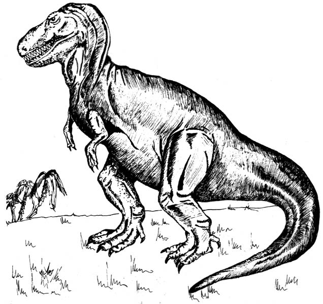 This picture shows a line art drawing of Tyrannosaurus rex, a well known dinosaur from the late Cretaceous Period (around 66 million years ago).