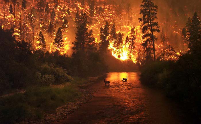 A huge forest fire rages in the background as two deer take refuge in a river.
