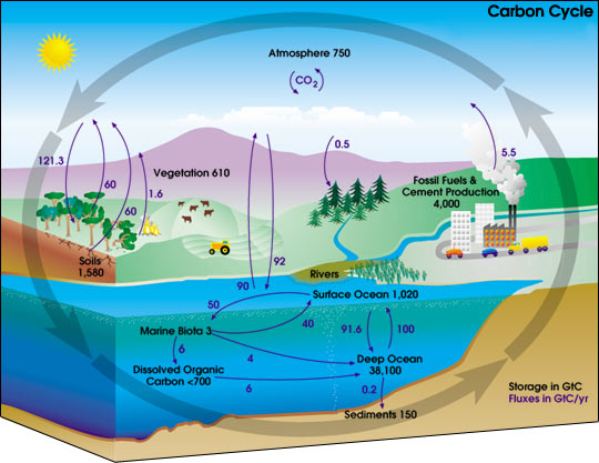 This carbon cycle diagram shows how carbon moves from one part of the Earth to another. Measured in gigatons, the storage and annual exchange involves oceans, vegetation, soil, fossil fuels, the atmosphere and more.