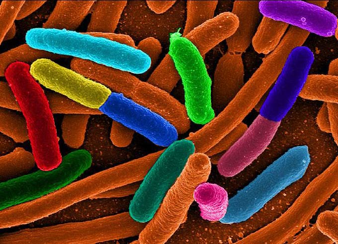 This image shows a microscopic view of E. coli (Escherichia coli) bacteria that is enhanced with color.