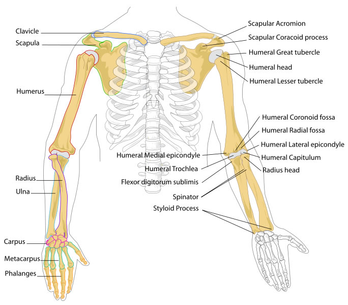 This arm bones diagram shows all the important bones that make up 
the arms of the human body. They include such bones as the clavicle, 
scapula, humerus, radius, ulna, carpus, metacarpus, phalanges and more