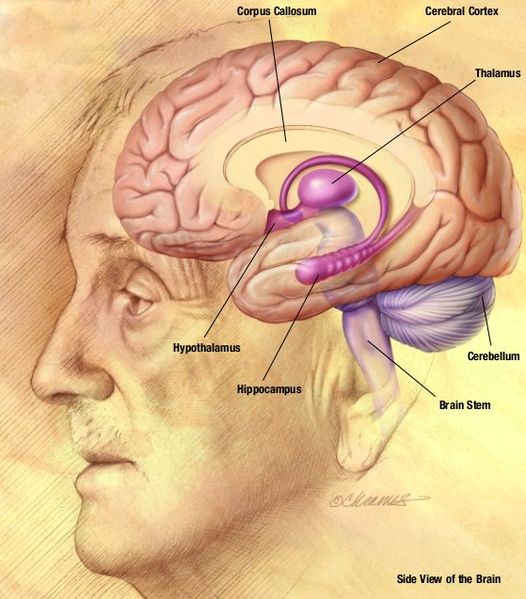 This brain drawing shows a side view of the brain inside the head 
of a man. It points out important areas of the brain such as the corpus 
callosum, cerebral cortex, thalamus, cerebellum, brain stem, hippocampus
 and hypothalamus