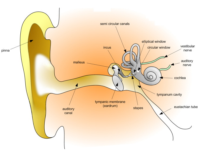 This excellent ear diagram labels all the important parts of the 
human ear system. The labeled parts include the pinna, auditory canal, 
eardrum, stapes, malleus, incus and cochlea.